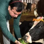 _122958369_cow.jpg