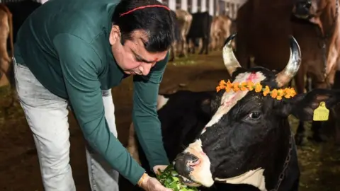 _122958369_cow.jpg